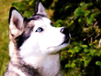 Picture of a typical Siberian Husky