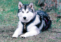 Picture of a typical Alaksan Malamute